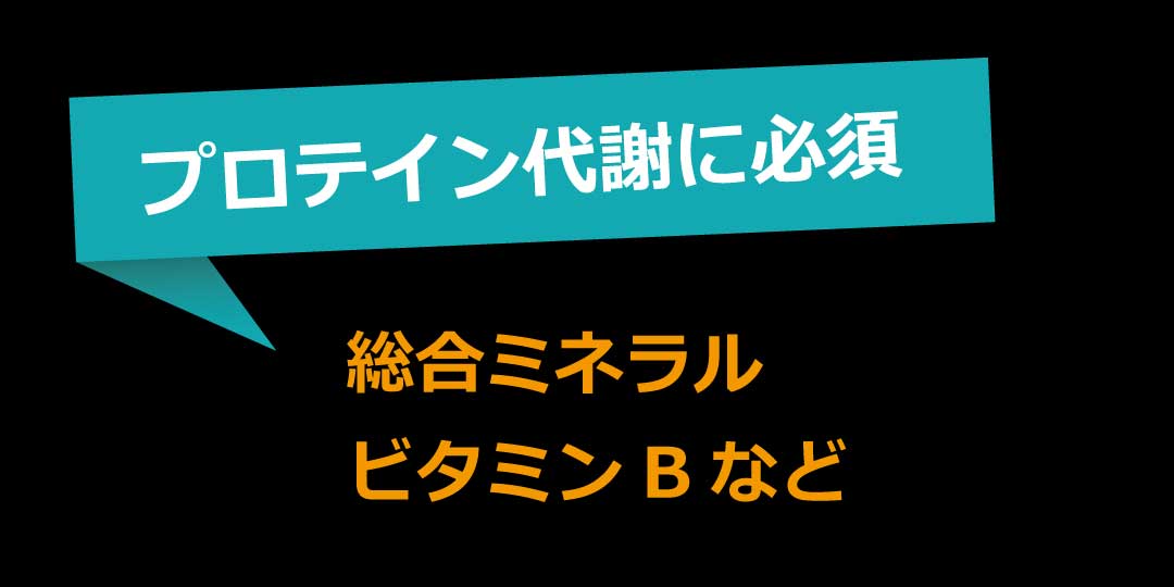 プロテインの代謝に必須