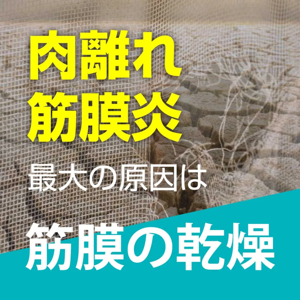 肉離れや筋膜炎の最大の原因は、筋膜の乾燥